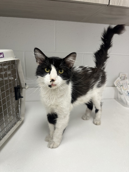 Shelter Stray Male Cat last seen Near E Winner Rd, Kansas City, MO 64125, 64125, MO, 7077 Elmwood Ave, Kansas City, MO 64132, USA
