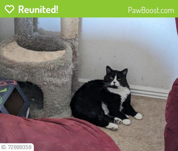 Reunited Female Cat last seen Near N Kenneth Ave, Kuna, ID 83634