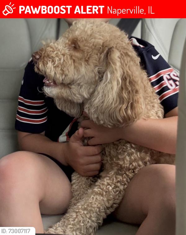 Lost Female Dog last seen Massachusetts, Naperville, IL 60565