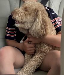 Lost Female Dog last seen Massachusetts, Naperville, IL 60565
