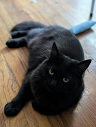 Reunited Female Cat last seen Biggest nearby streets: Western/Melrose, Los Angeles, CA 90004