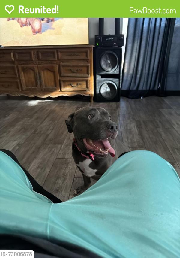 Reunited Female Dog last seen 22nd ave and Michigan , Phoenix, AZ 85023