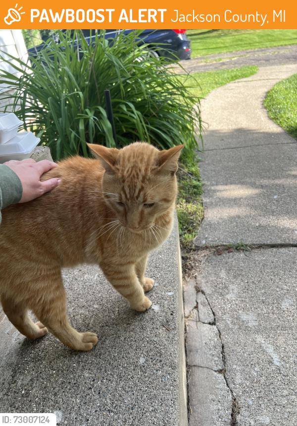 Found/Stray Male Cat last seen Robinson Rd/Main st, Jackson County, MI 49203