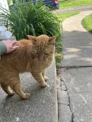 Found/Stray Male Cat last seen Robinson Rd/Main st, Jackson County, MI 49203