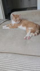 Lost Male Cat last seen Marion , Jefferson St , Joliet, IL 60436