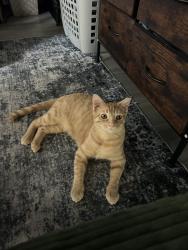 Lost Male Cat last seen Slaughter Ln , Austin, TX 78747