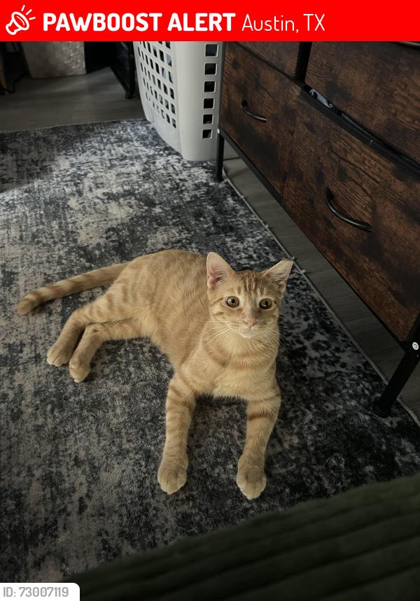 Lost Male Cat last seen Slaughter Ln , Austin, TX 78747