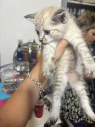 Lost Female Cat last seen Near mixon dr, Dallas, TX 75220