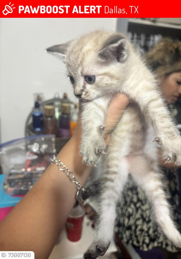 Lost Female Cat last seen Near mixon dr, Dallas, TX 75220