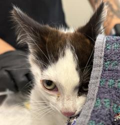 Shelter Stray Female Cat last seen Fairmont Ave, San Diego, CA, 92120, 5500 Gaines St, San Diego, CA 92110, USA