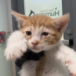 Shelter Stray Male Cat last seen yard, San Diego, CA, 92103, 5500 Gaines St, San Diego, CA 92110, USA