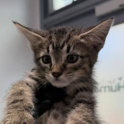 Shelter Stray Male Cat last seen yard, San Diego, CA, 92103, 5500 Gaines St, San Diego, CA 92110, USA