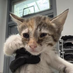 Shelter Stray Female Cat last seen yard, San Diego, CA, 92103, 5500 Gaines St, San Diego, CA 92110, USA