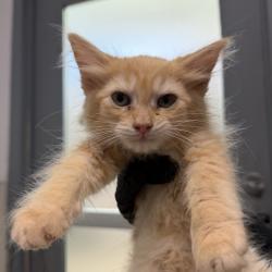 Shelter Stray Male Cat last seen yard, San Diego, CA, 92103, 5500 Gaines St, San Diego, CA 92110, USA