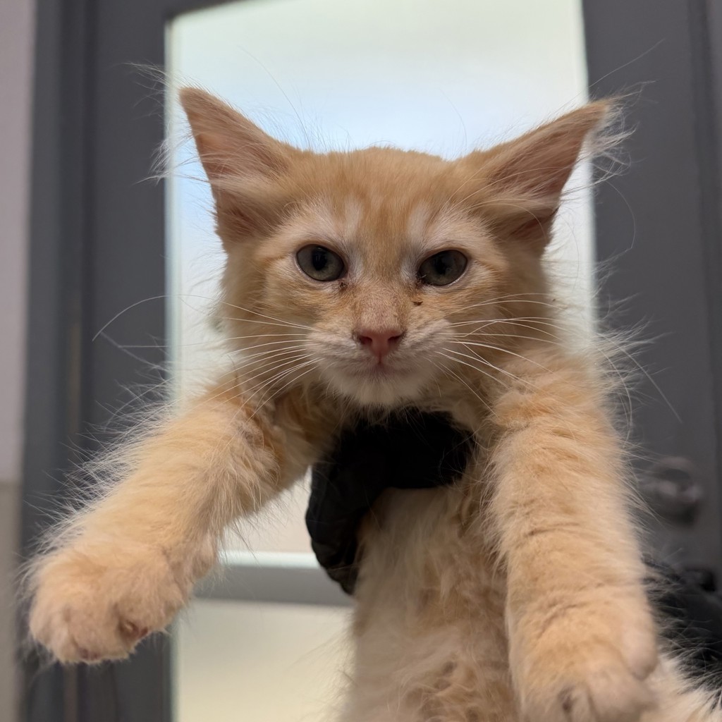 Shelter Stray Male Cat last seen yard, San Diego, CA, 92103, 5500 Gaines St, San Diego, CA 92110, USA