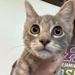 Shelter Stray Female Cat last seen Near Hubbell Avenue, DES MOINES, IA, 50317, Des Moines, IA 50313