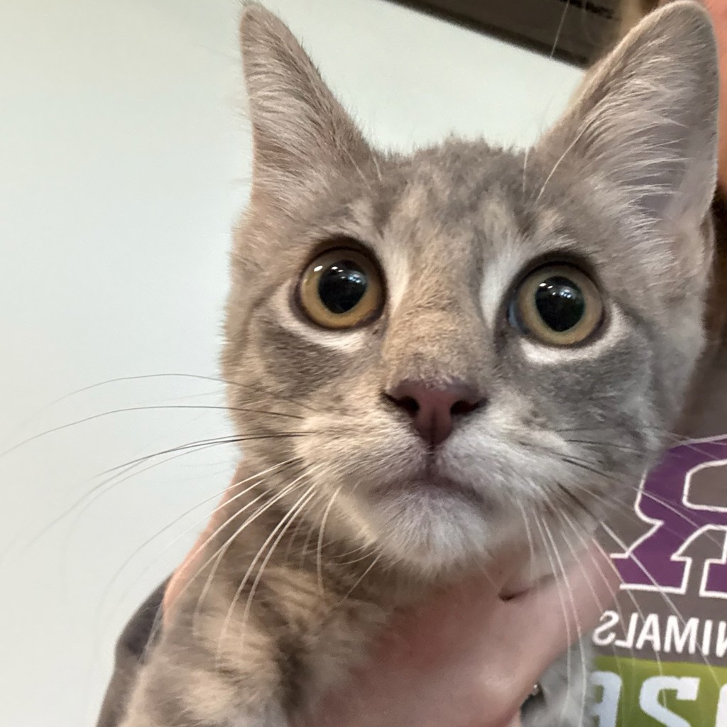 Shelter Stray Female Cat last seen Near Hubbell Avenue, DES MOINES, IA, 50317, Des Moines, IA 50313