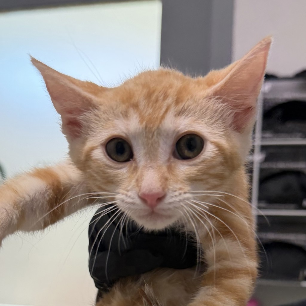 Shelter Stray Female Cat last seen yard, San Diego, CA, 92103, 5500 Gaines St, San Diego, CA 92110, USA