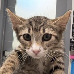 Shelter Stray Female Cat last seen yard, San Diego, CA, 92103, 5500 Gaines St, San Diego, CA 92110, USA