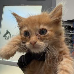 Shelter Stray Male Cat last seen yard, San Diego, CA, 92103, 5500 Gaines St, San Diego, CA 92110, USA