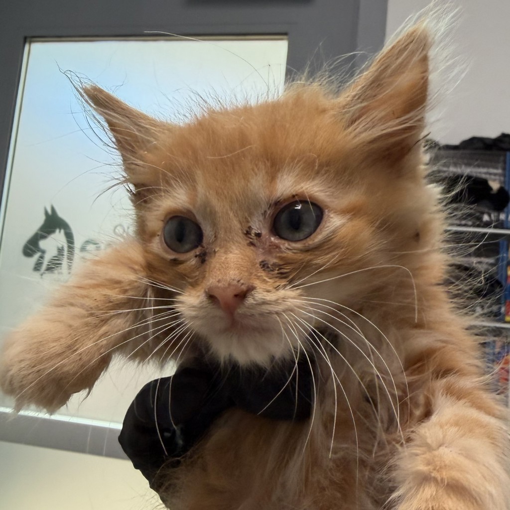 Shelter Stray Male Cat last seen yard, San Diego, CA, 92103, 5500 Gaines St, San Diego, CA 92110, USA