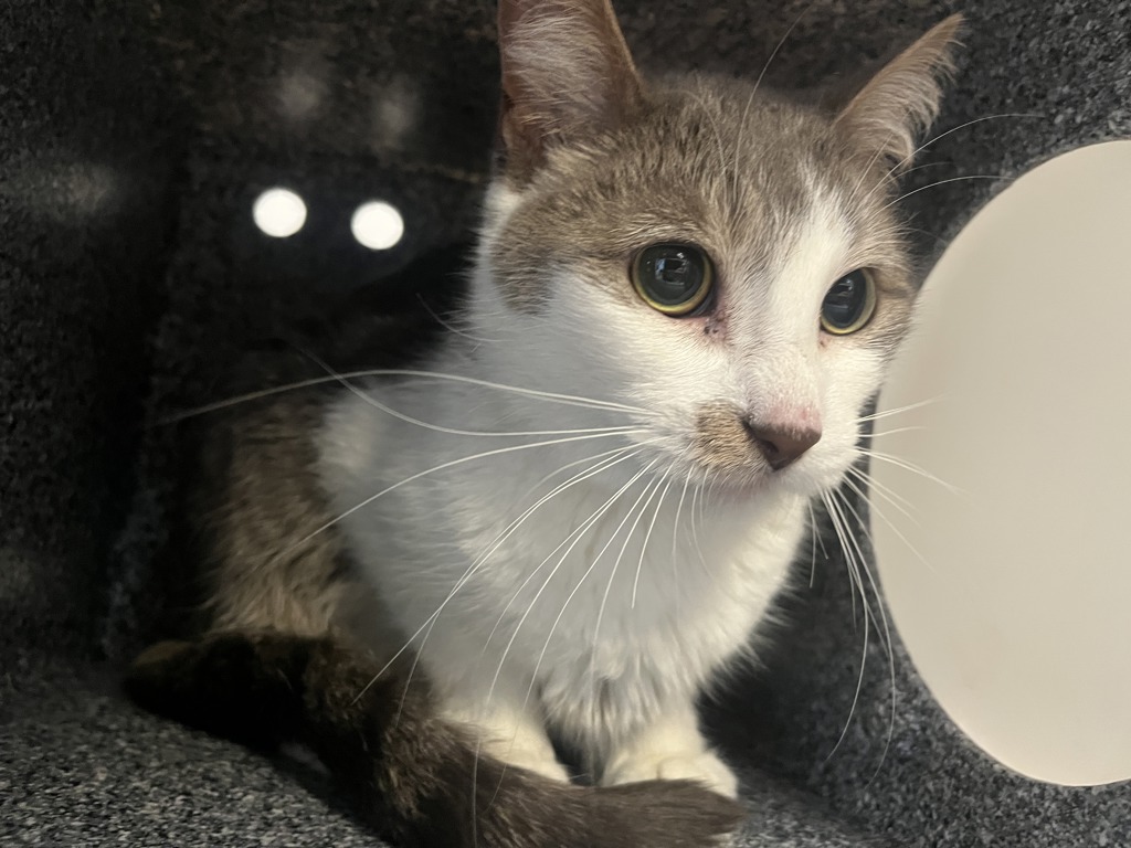 Shelter Stray Unknown Cat last seen will update, NEW YORK, NY, 10029, 326 E 110th St, New York, NY 10029, USA