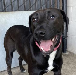 Shelter Stray Female Dog last seen found in mexico, Tijuana, BC, 21200, Mexico, El Cajon, CA 92020, USA
