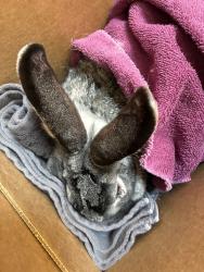 Shelter Stray Female Rabbit last seen SE Clinton St & SE 92nd Ave, PORTLAND, OR, 97266, 1700 W Historic Columbia River Hwy, Troutdale, OR 97060, USA