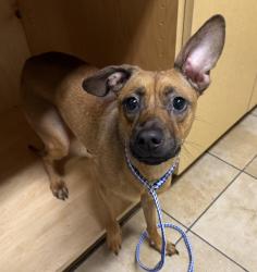 Shelter Stray Female Dog last seen NE 9th Ave + Broadway, PORTLAND, OR, 97232, 1700 W Historic Columbia River Hwy, Troutdale, OR 97060, USA