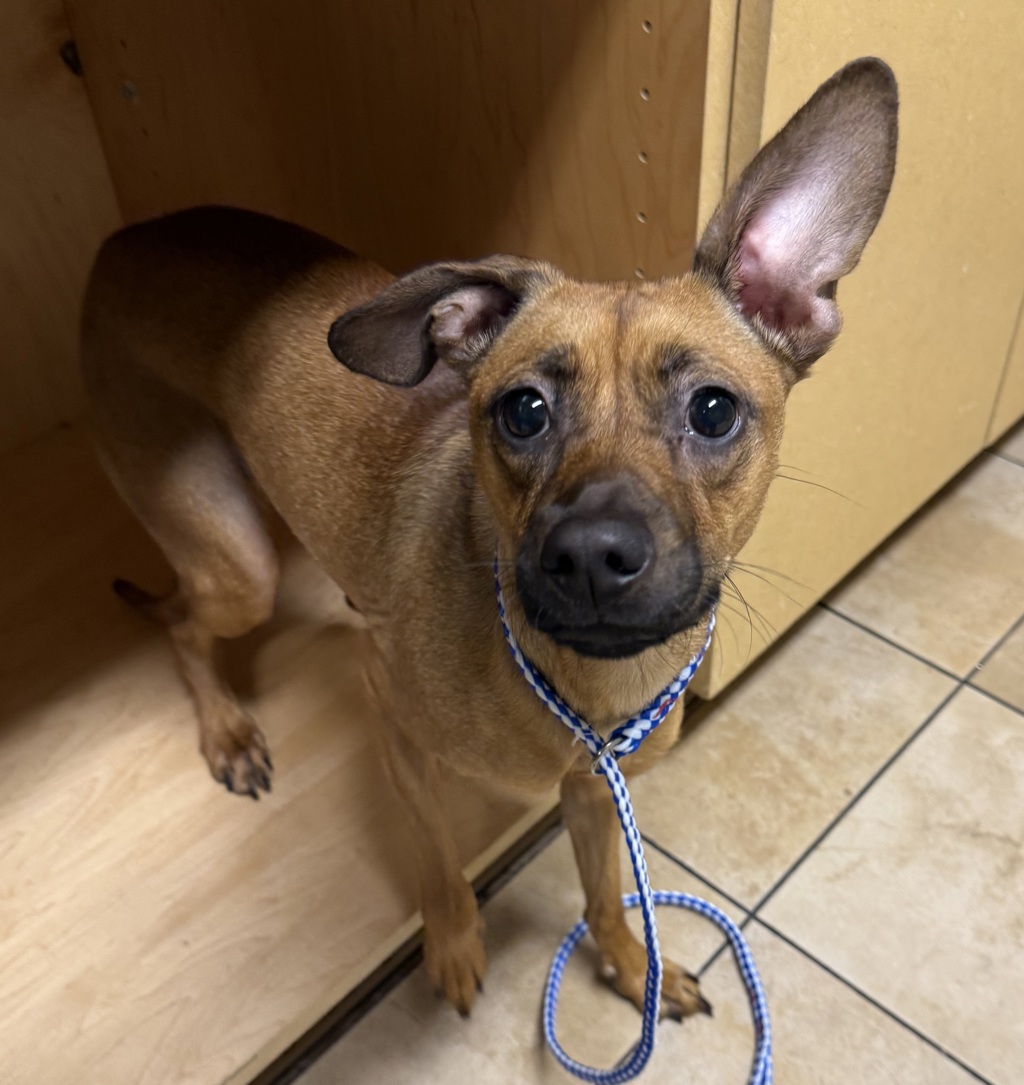 Shelter Stray Female Dog last seen NE 9th Ave + Broadway, PORTLAND, OR, 97232, 1700 W Historic Columbia River Hwy, Troutdale, OR 97060, USA