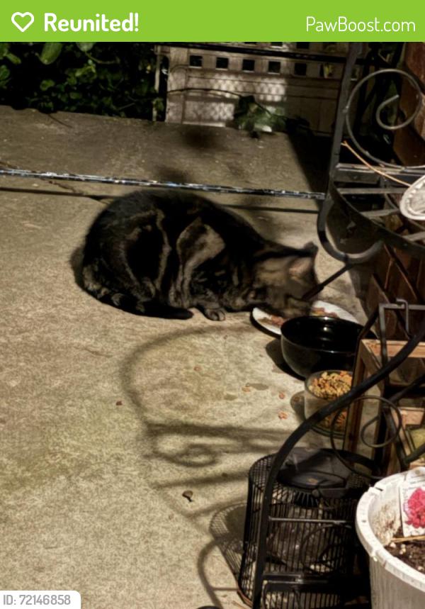 Reunited Unknown Cat last seen Shop Rite , West Deptford, NJ 08051