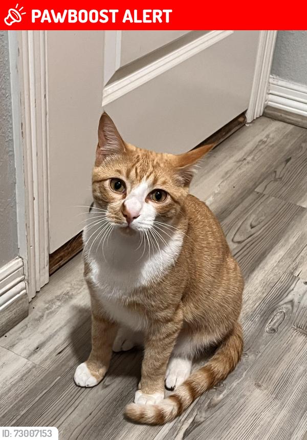 Lost Male Cat last seen Near and The Bend South (Post Oak Bend), Post Oak Bend City, TX 75142