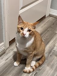 Lost Male Cat last seen Near and The Bend South (Post Oak Bend), Post Oak Bend City, TX 75142