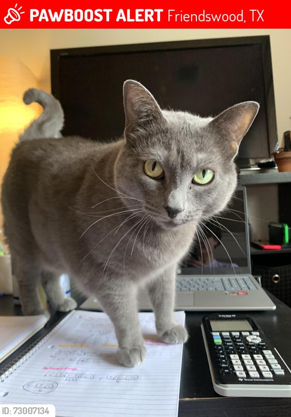 Lost Female Cat last seen Webelos court, Friendswood, TX 77546