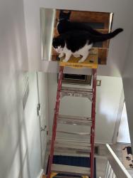 Lost Female Cat last seen Concord Rd and Silvan Drive , York, PA 17402