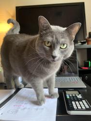 Lost Female Cat last seen Webelos court, Friendswood, TX 77546