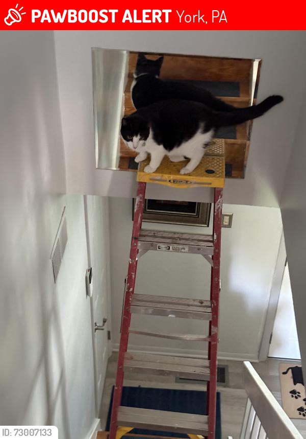 Lost Female Cat last seen Concord Rd and Silvan Drive , York, PA 17402