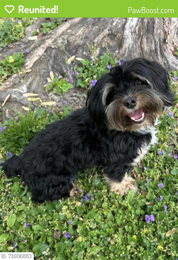 Reunited Male Dog last seen Overland, MO, USA, Overland, MO 63114