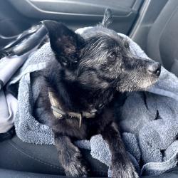 Reunited Male Dog last seen between nw 203rd st and nw 207th st, Carol City, FL 33056