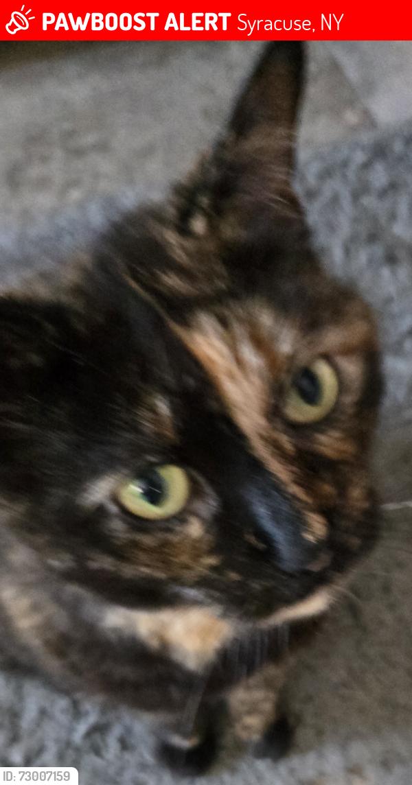 Lost Female Cat last seen Stagecoach Syracuse New York 13215, Syracuse, NY 13219