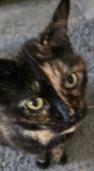 Lost Female Cat last seen Stagecoach Syracuse New York 13215, Syracuse, NY 13219