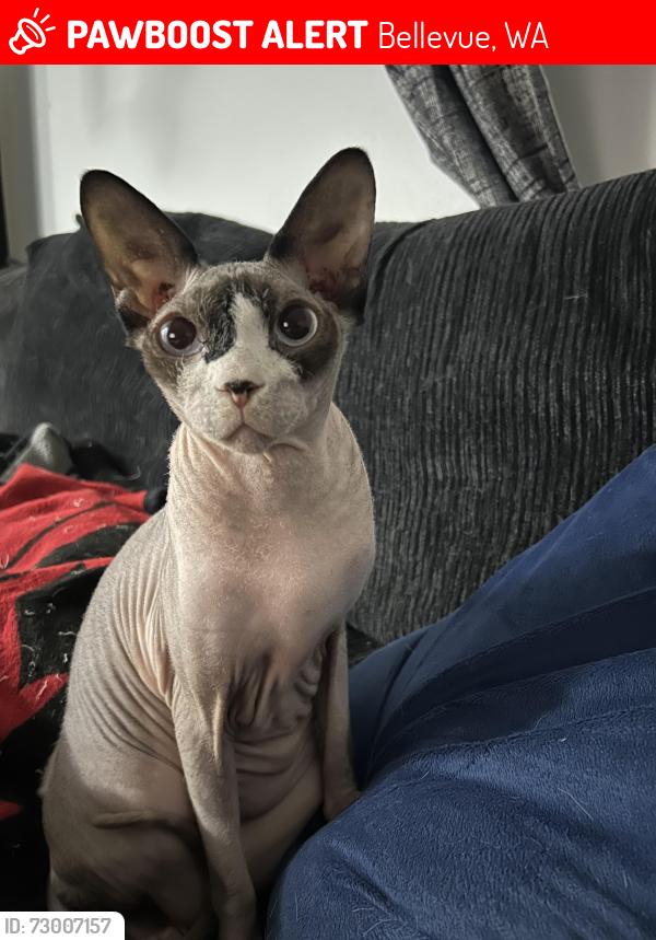 Lost Male Cat last seen Cherry Crest, Bellevue, WA 98005