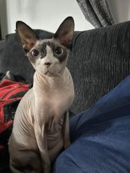 Lost Male Cat last seen Cherry Crest, Bellevue, WA 98005