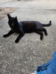 Reunited Male Cat last seen Lajuana Ct and Lajuana Ln across from Devonshire Park, Devonshire Woods, TX 77388