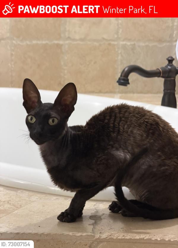Lost Male Cat last seen Mayfield Ave and Sunset Dr, Winter Park, FL 32789