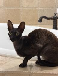 Lost Male Cat last seen Mayfield Ave and Sunset Dr, Winter Park, FL 32789