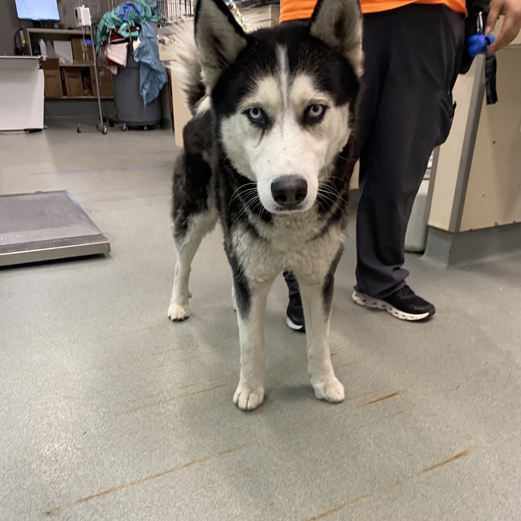 Shelter Stray Unknown Dog last seen , 6621 Westminster Ave, Garden Grove, CA 92844, USA