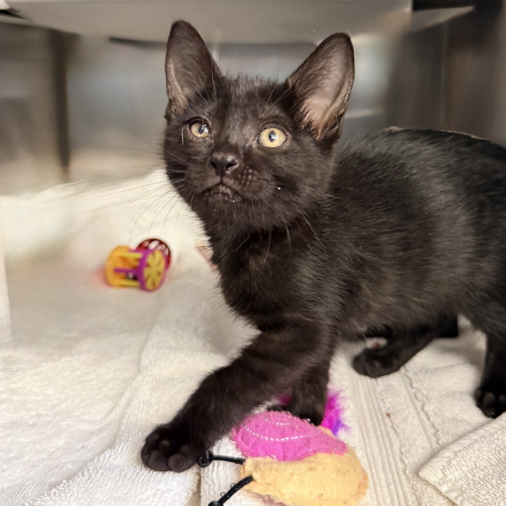 Shelter Stray Female Cat last seen , 4575 E Mesquite Ave, Palm Springs, CA 92264, USA
