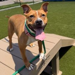 Shelter Stray Female Dog last seen , Animal Care & Control Team of Philly, 111 W Hunting Park Ave, Philadelphia, PA 19140, USA