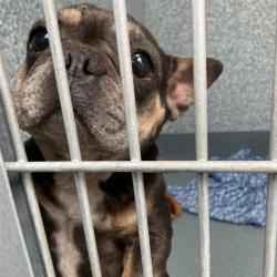 Shelter Stray Female Dog last seen , 12910 Yukon Ave, Hawthorne, CA 90250, USA